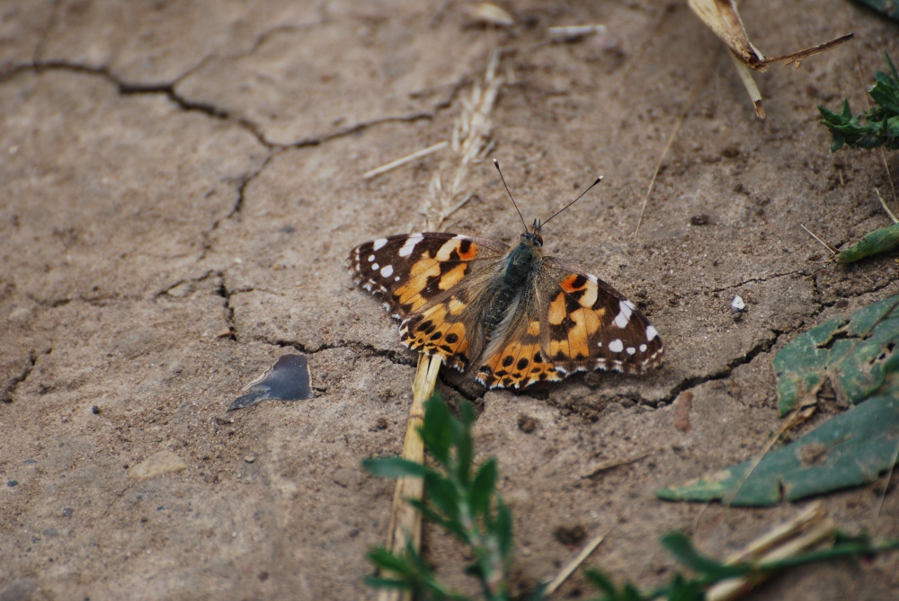 Photograph of Painted Lady