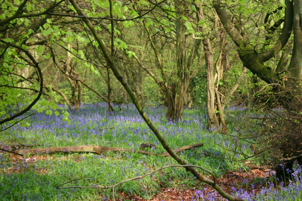 Bluebells-2