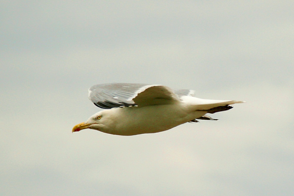 Herring Gull.