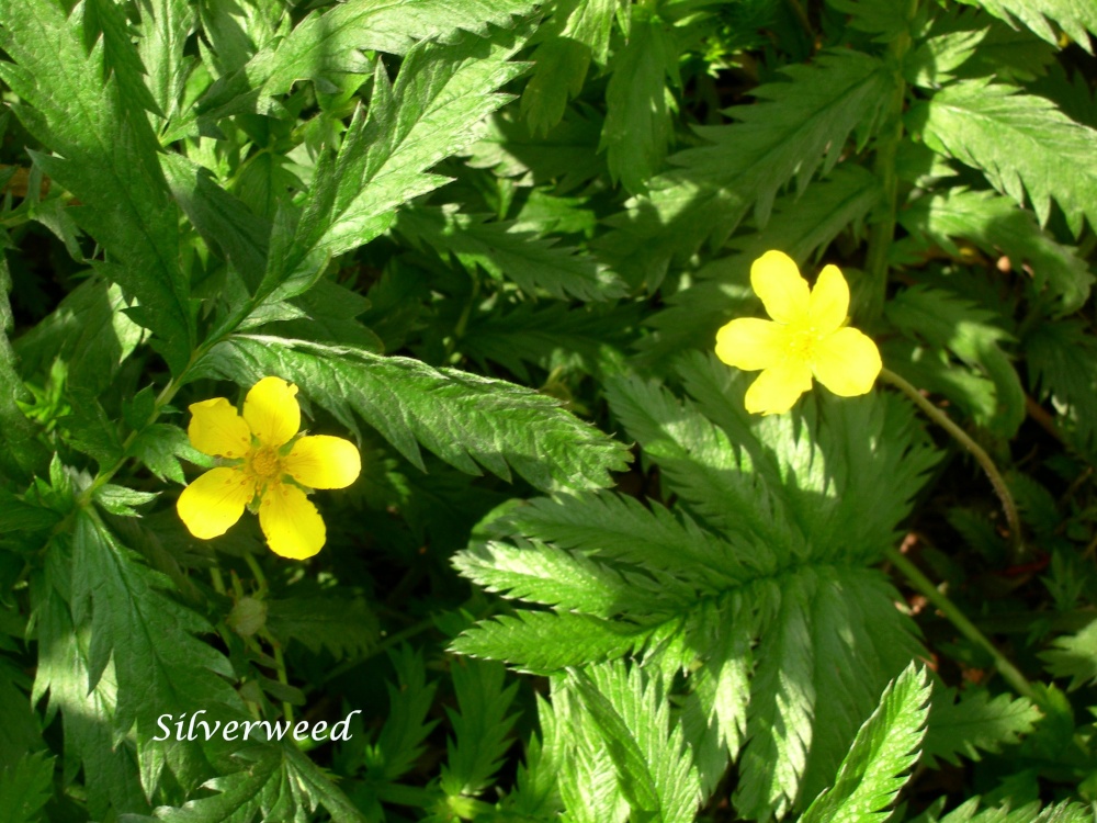 Silverweed.