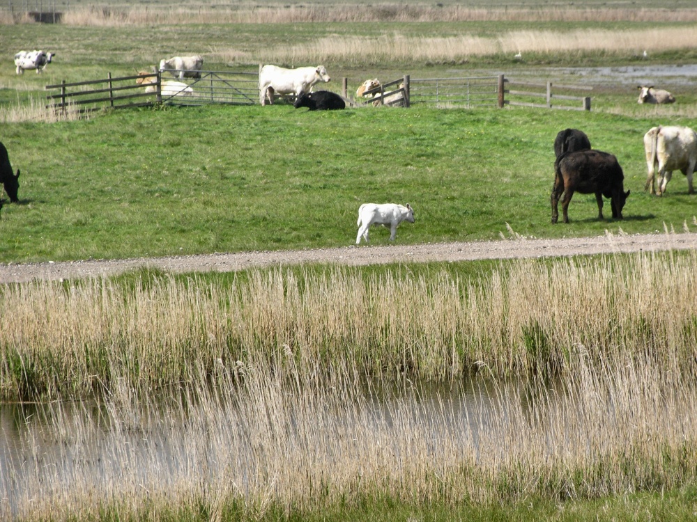 Cattle on the marshes