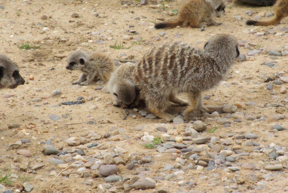 A picture of the Yorkshire Wildlife Park