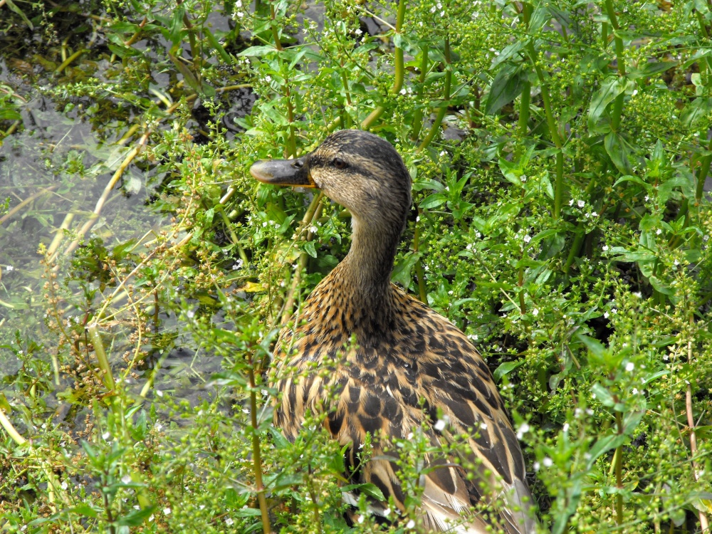 Lulworth Duck