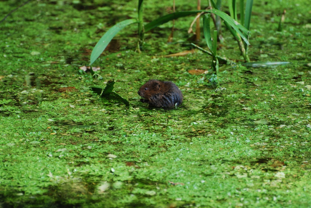Photograph of Water Vole