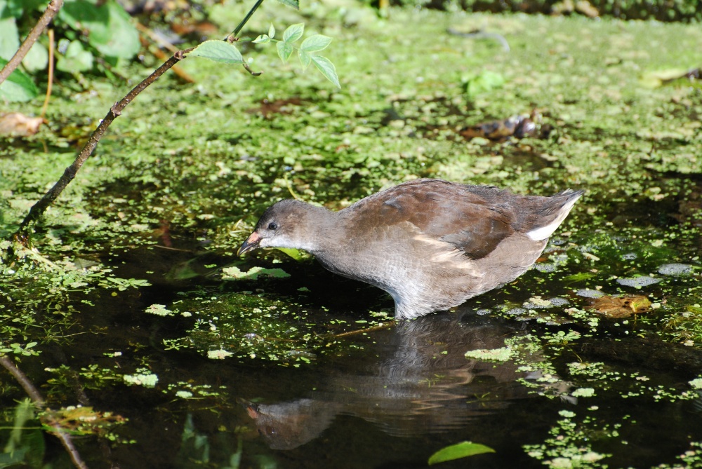 Photograph of Young Moorhen