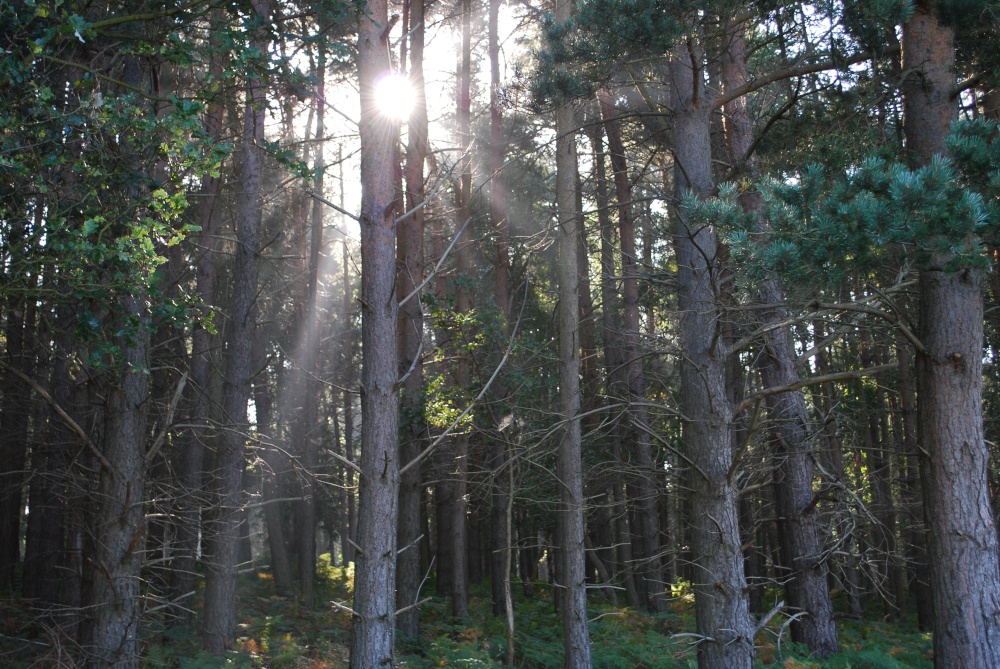 Early morning sun