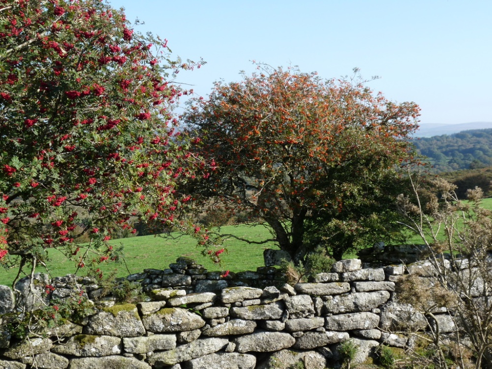 Rowan Berries