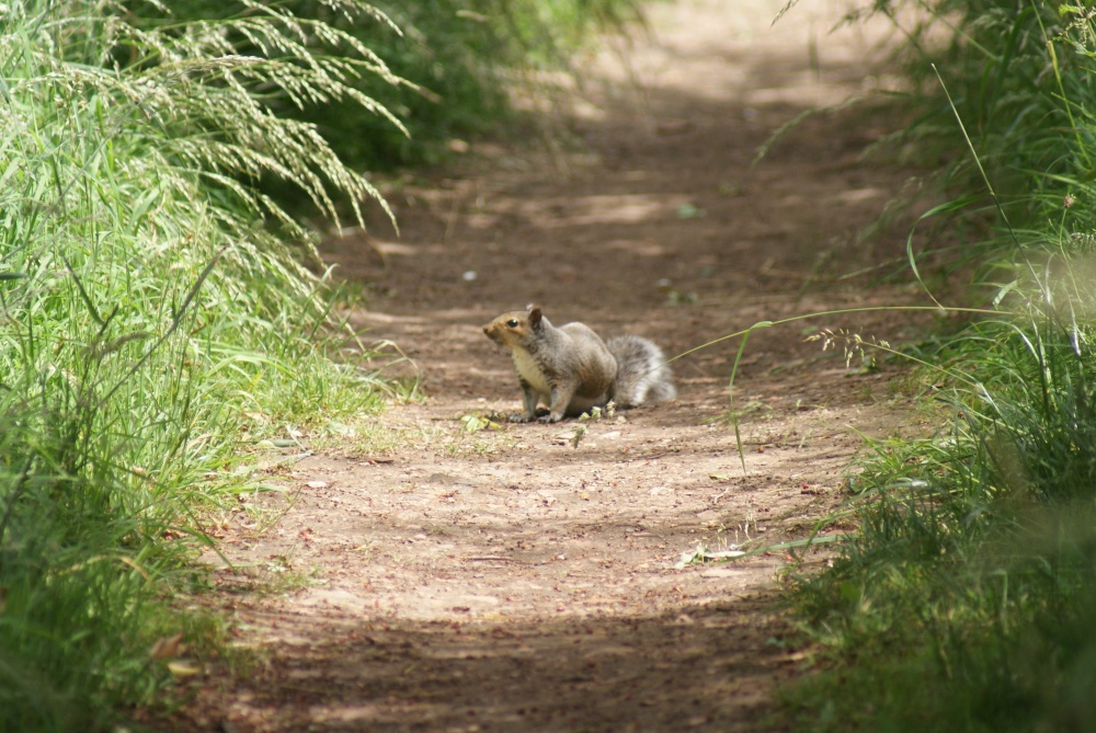 Squirrel