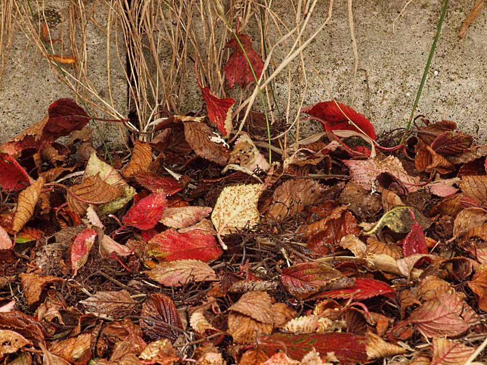 Leaves, Steeple Claydon, Bucks