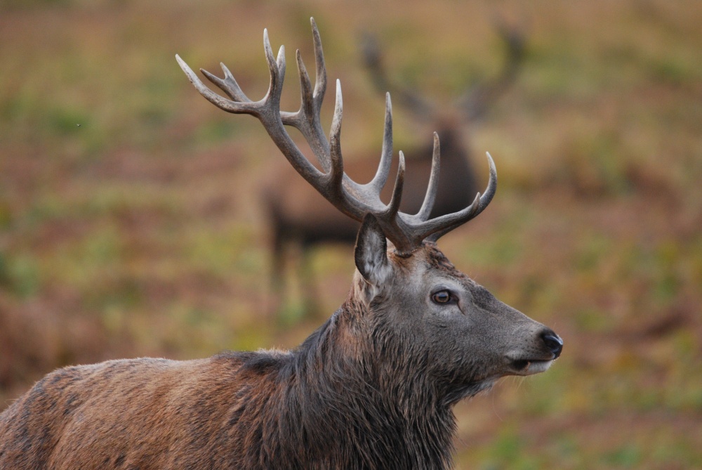 Red Deer Stag