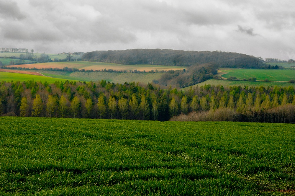 Gentle hills of the Cotswolds