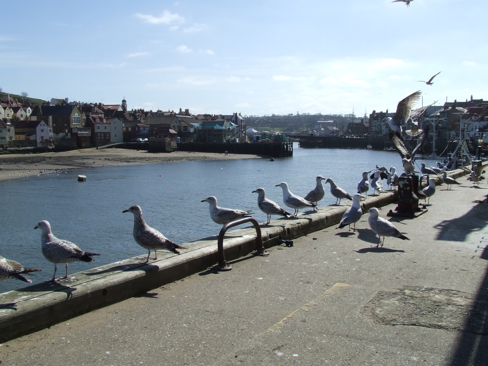 Gulls, gulls, gulls!