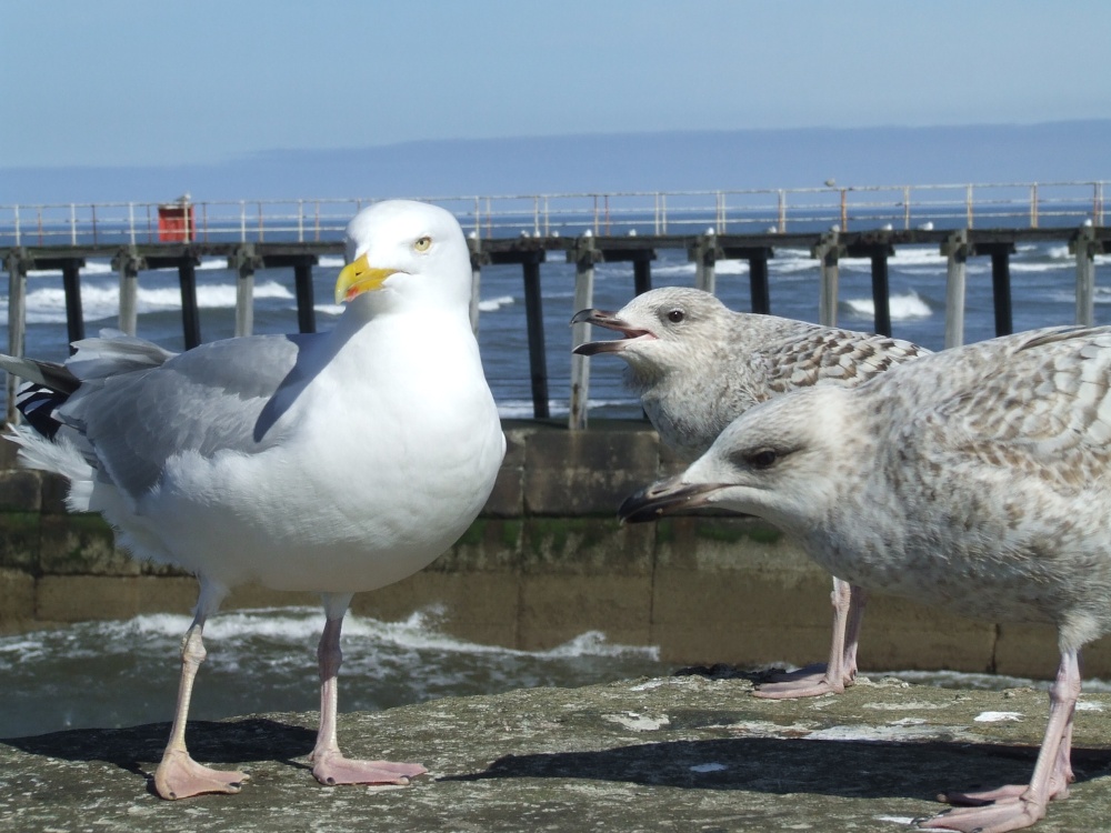 Gulls, gulls, gulls