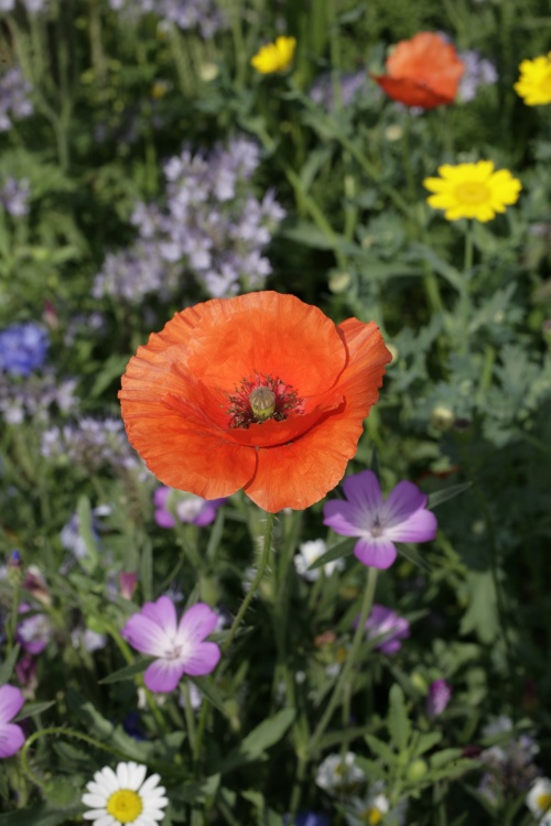 Poppies