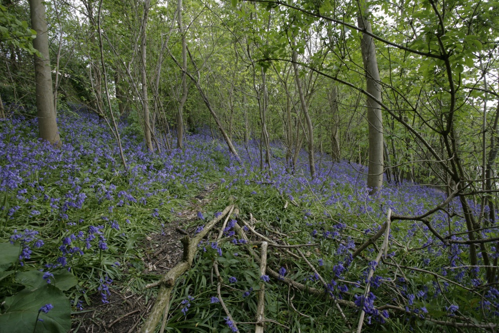 Bluebells