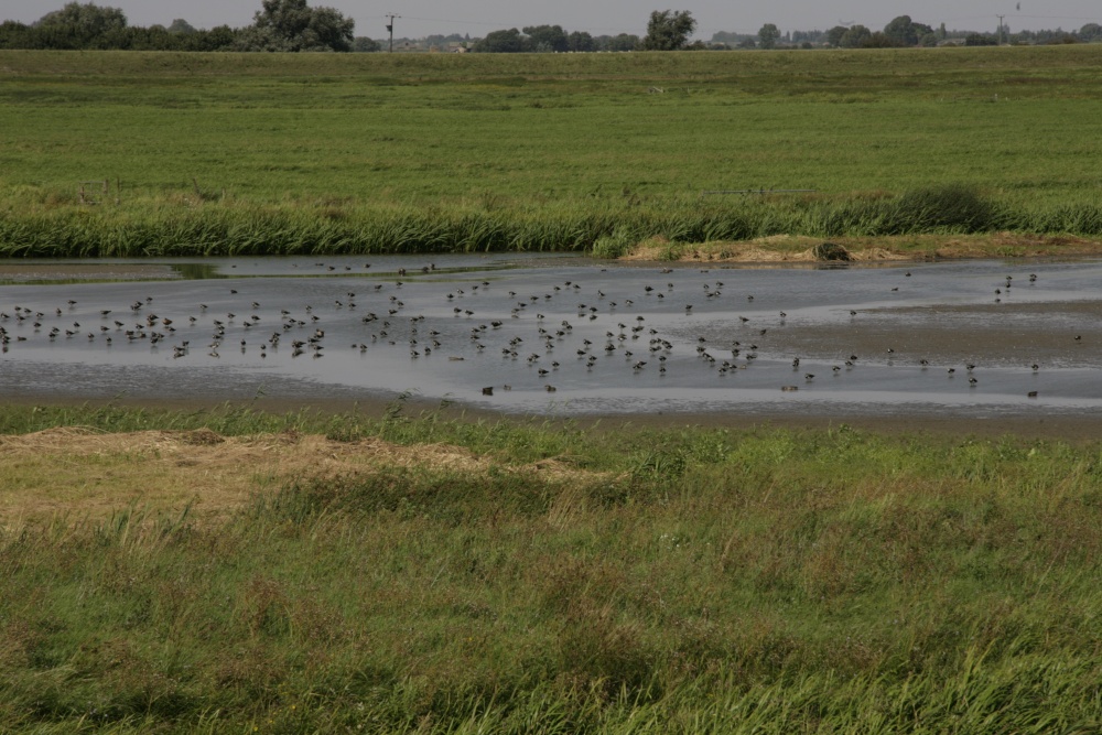 Photograph of Little Waders