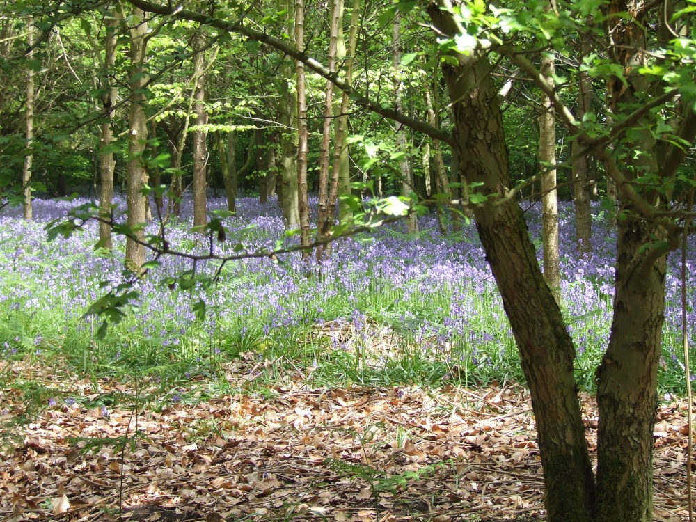 Speke Hall