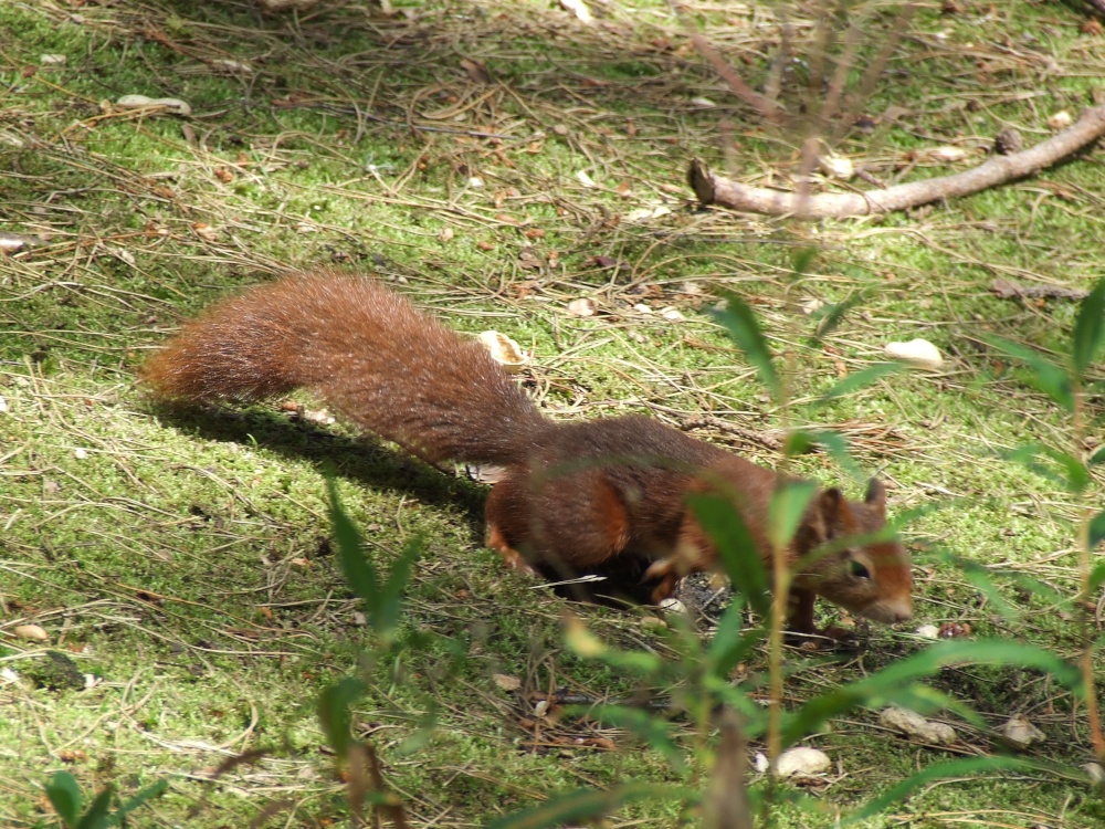 Squirrel reserve