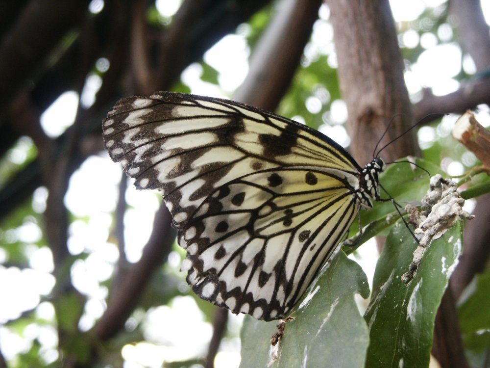 Butterfly farm near Conwy