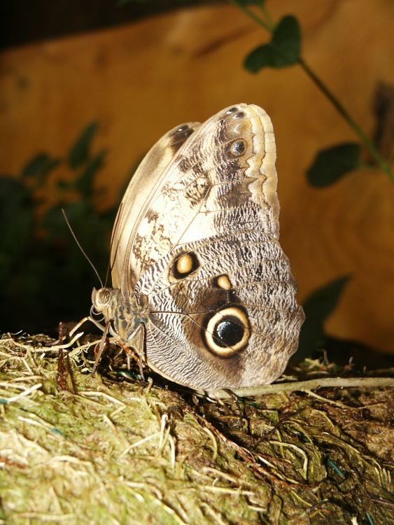 Butterfly farm near Conwy