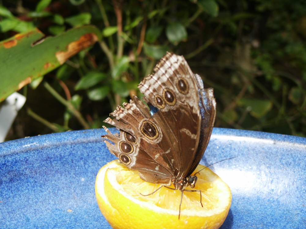 Butterfly farm near Conwy