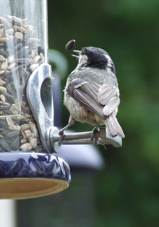 Juggling Sparrow