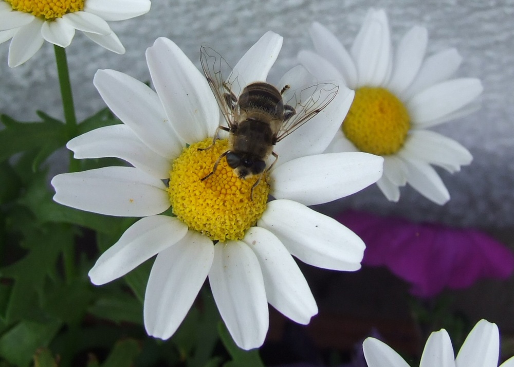 Daisy and Bee