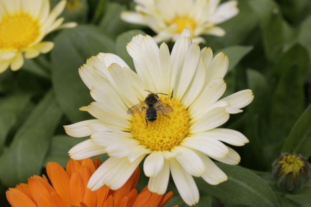 Daisy and Bee