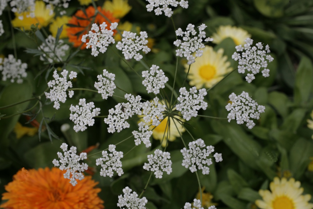 Flowers and colour