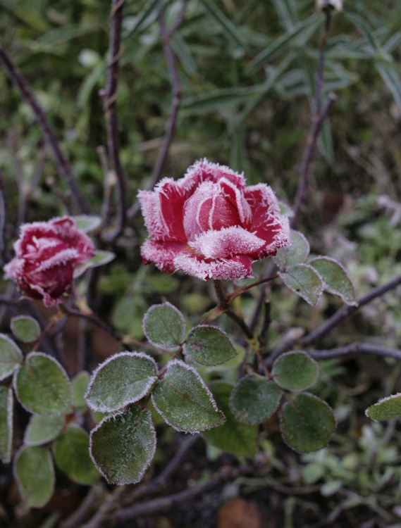 Frozen rose