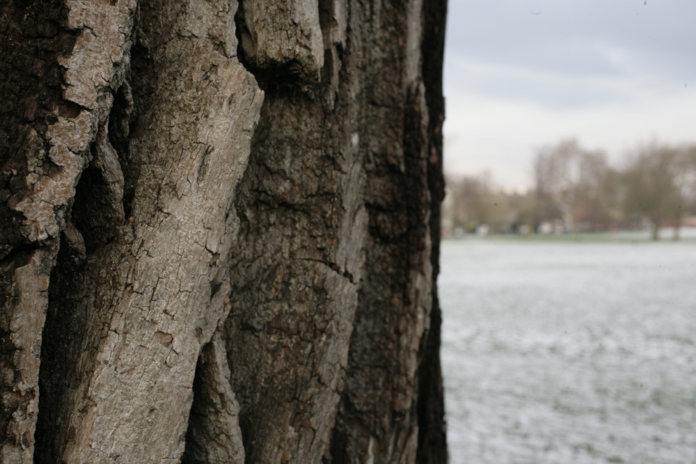 Trunk on the Rye