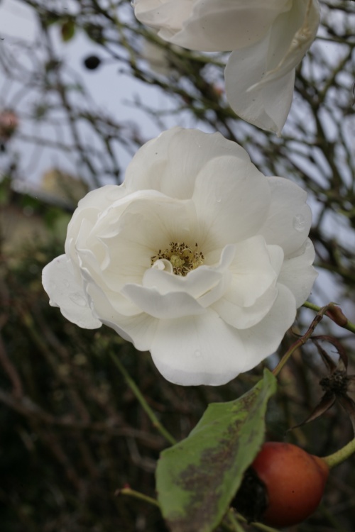 White Roses