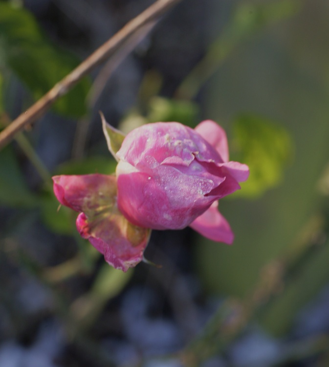 Iced Rose