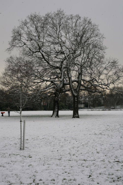 Trees in winter sun