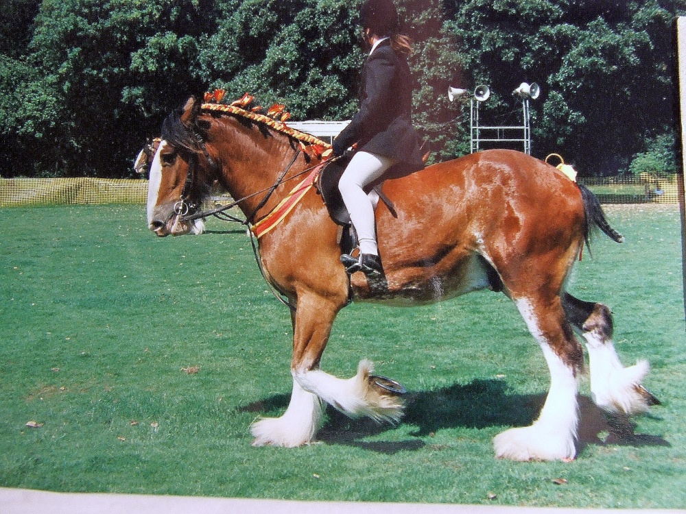 Display of Shire horses