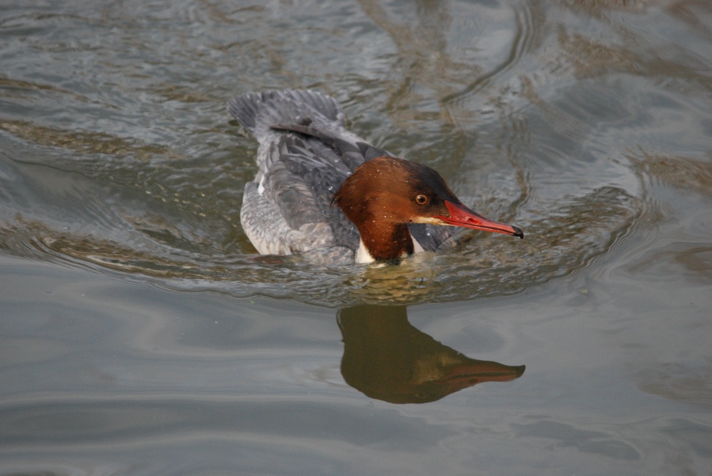 Goosander