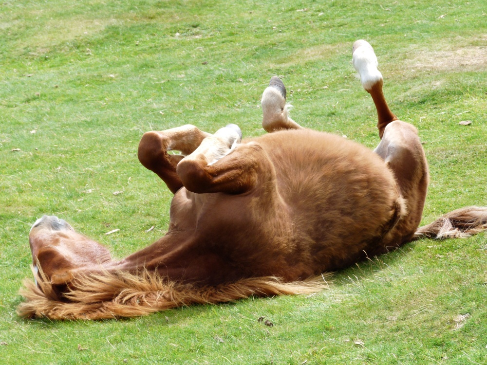 Photograph of Dartmoor Pony