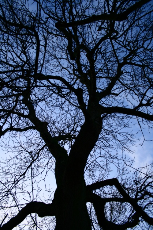 Tree at Dusk