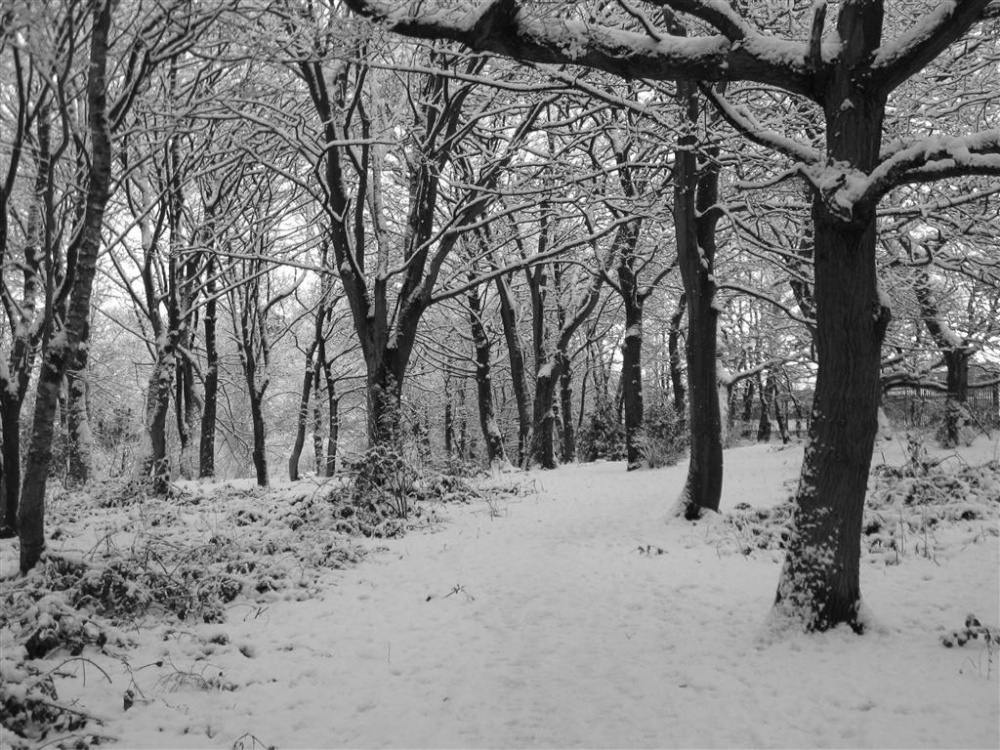 Taylor Park snow