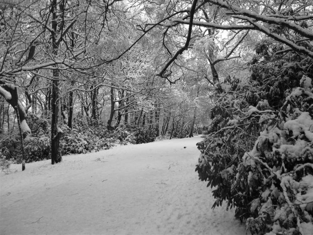 Taylor Park snow