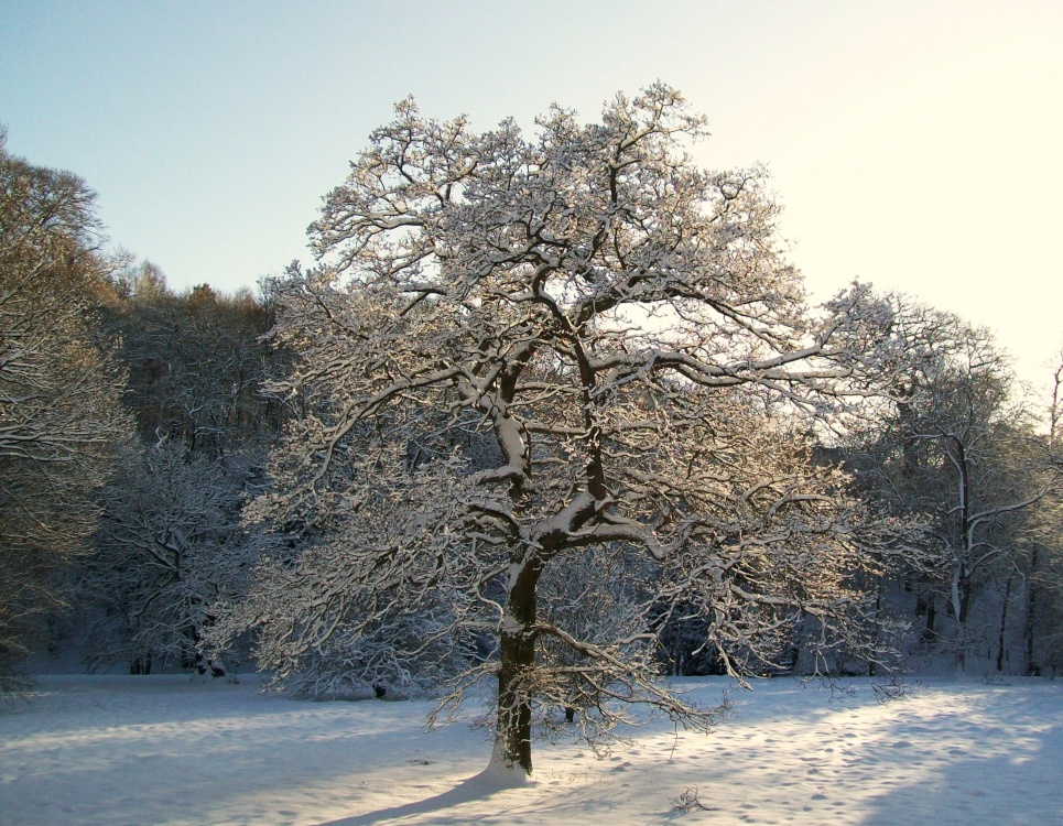 Bishops Park, Bishop Auckland, Durham 6th Jan 2010