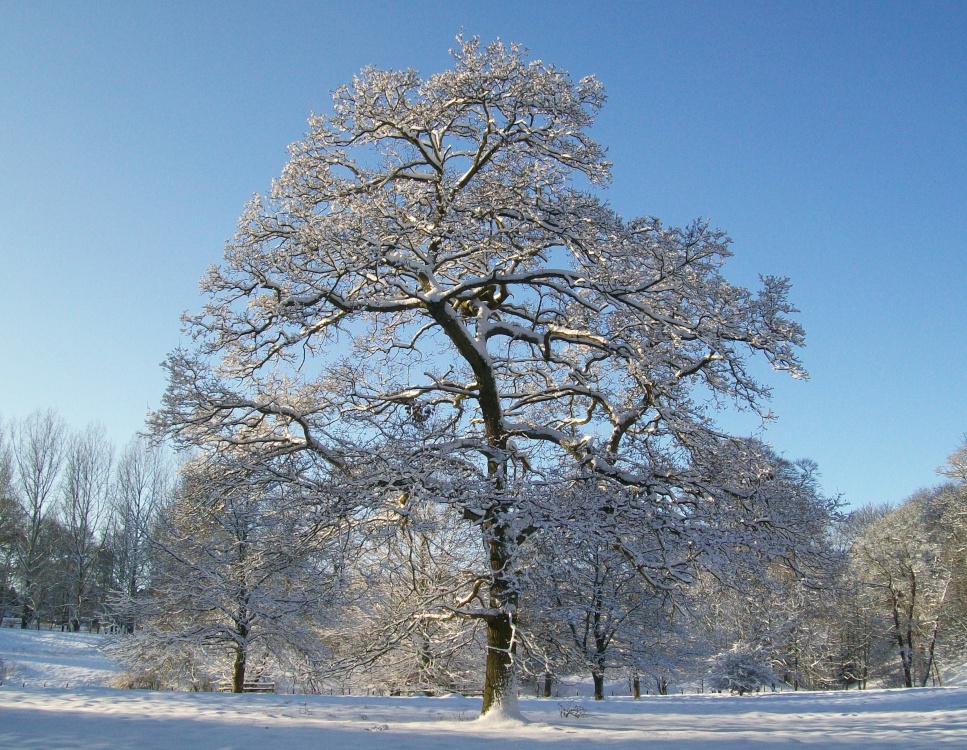 Bishops Park, Bishop Auckland, Durham 6th Jan 2010