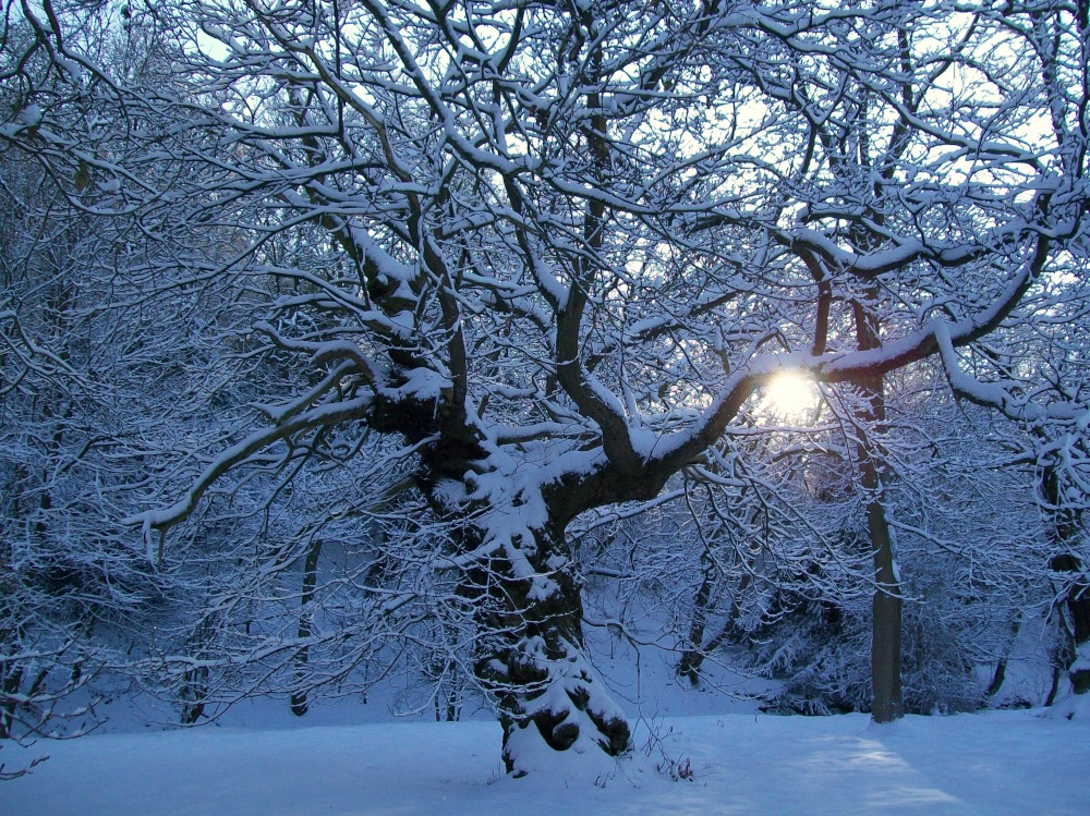 Bishops Park, Bishop Auckland, Durham 6th Jan 2010