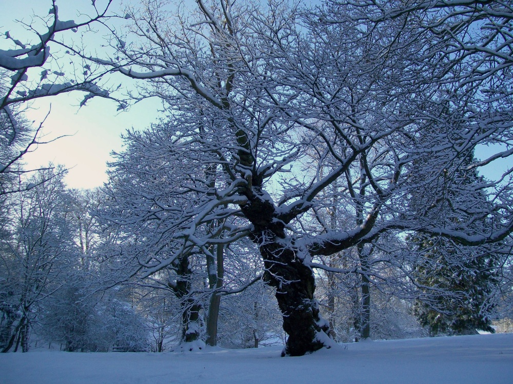 Bishops Park, Bishop Auckland, Durham 6th Jan 2010