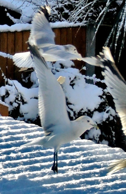 Gull ballerina