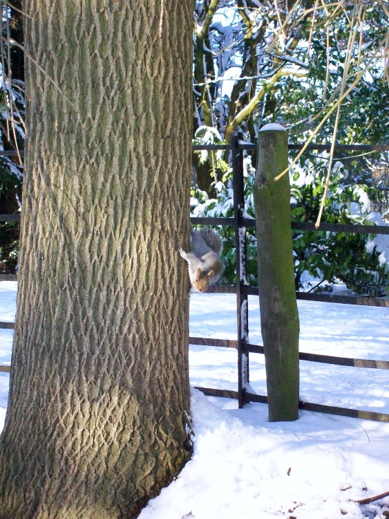 Bishops Park, Bishop Auckland, Durham 7th Jan 2010