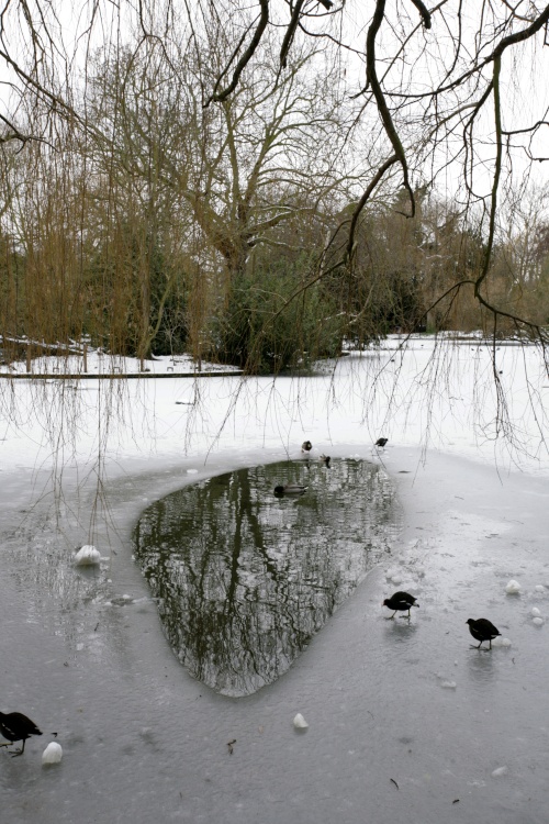 Pond in the pond