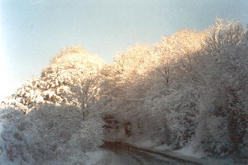 KIngsclere Downs