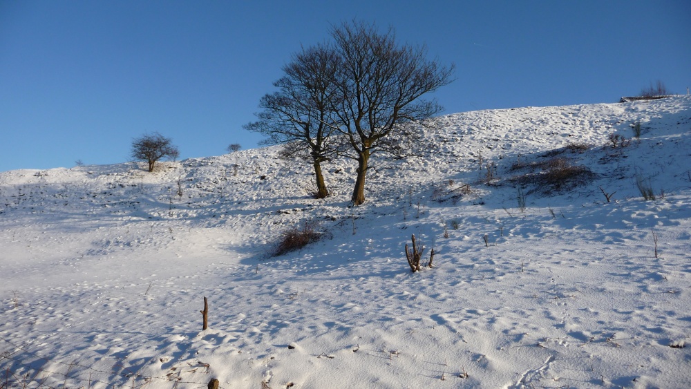 Photograph of Winter scene