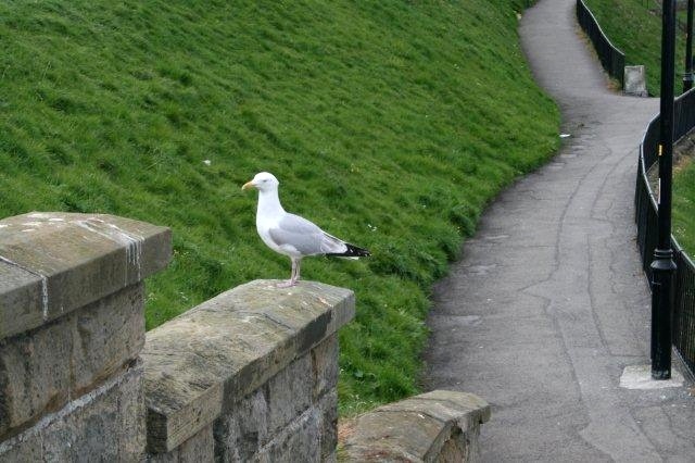 Whitby